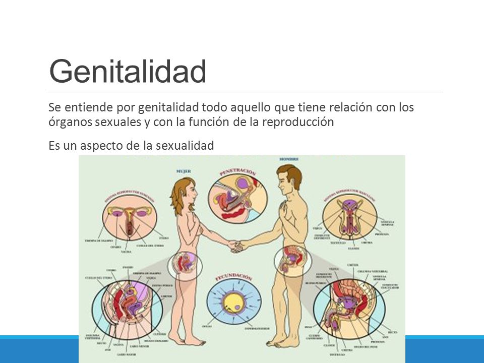 Genitalidad Se entiende por genitalidad todo aquello que tiene relación con los órganos sexuales y con la función de la reproducción.