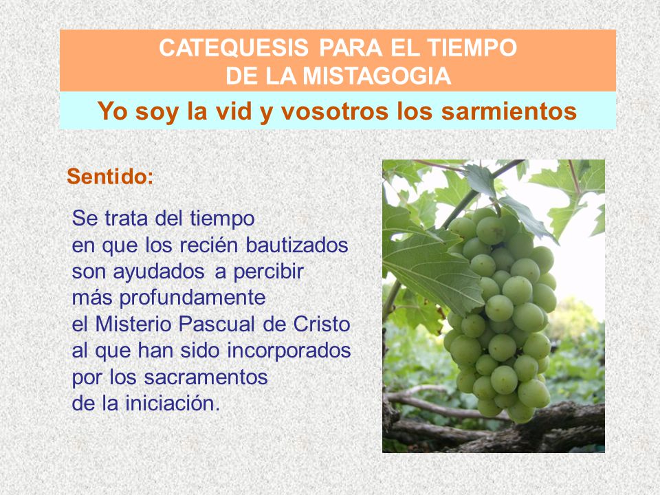 CATEQUESIS PARA EL TIEMPO Yo soy la vid y vosotros los sarmientos