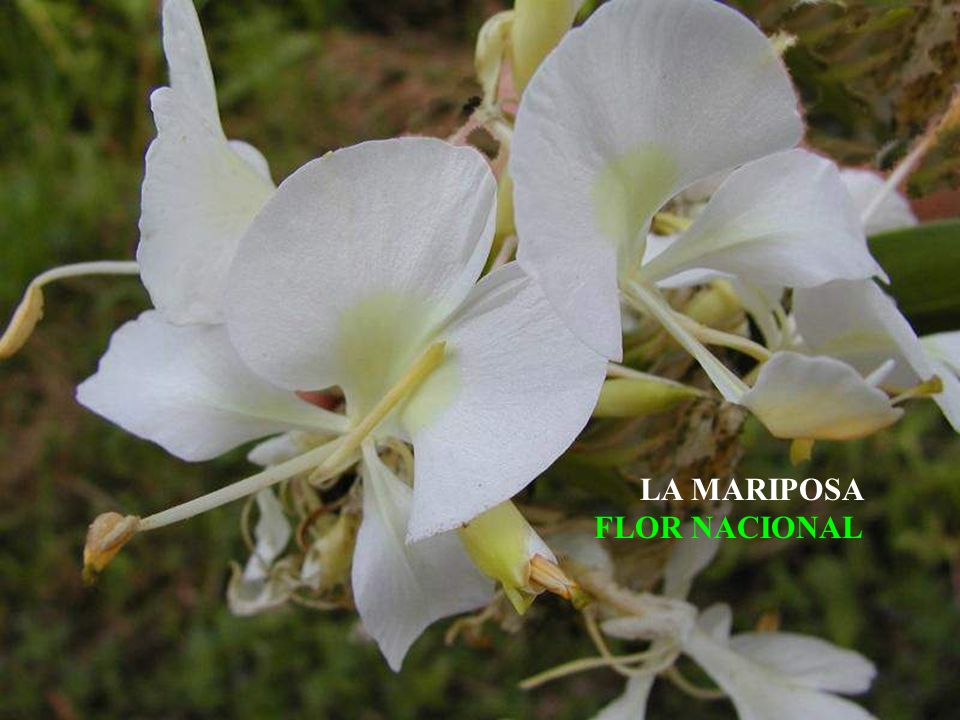 RECUERDOS DE CUBA - No: 17 EL JARDIN CUBANO LA MARIPOSA FLOR NACIONAL
