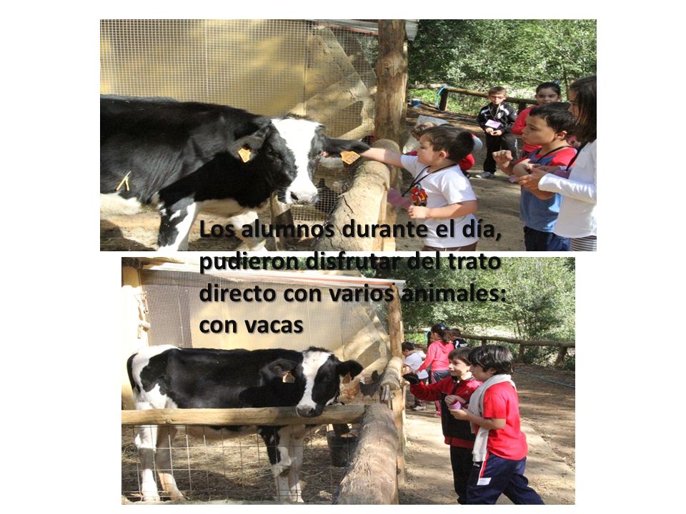 Los alumnos durante el día, pudieron disfrutar del trato directo con varios animales: con vacas