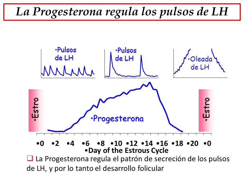 La Progesterona regula los pulsos de LH Day of the Estrous Cycle