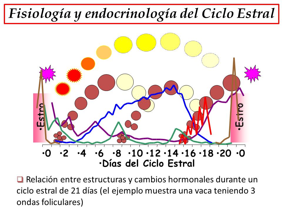 Fisiología y endocrinología del Ciclo Estral