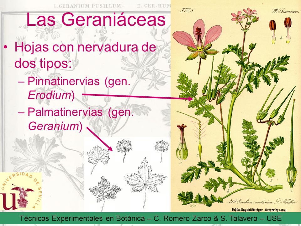 Las Geraniáceas Hojas con nervadura de dos tipos: