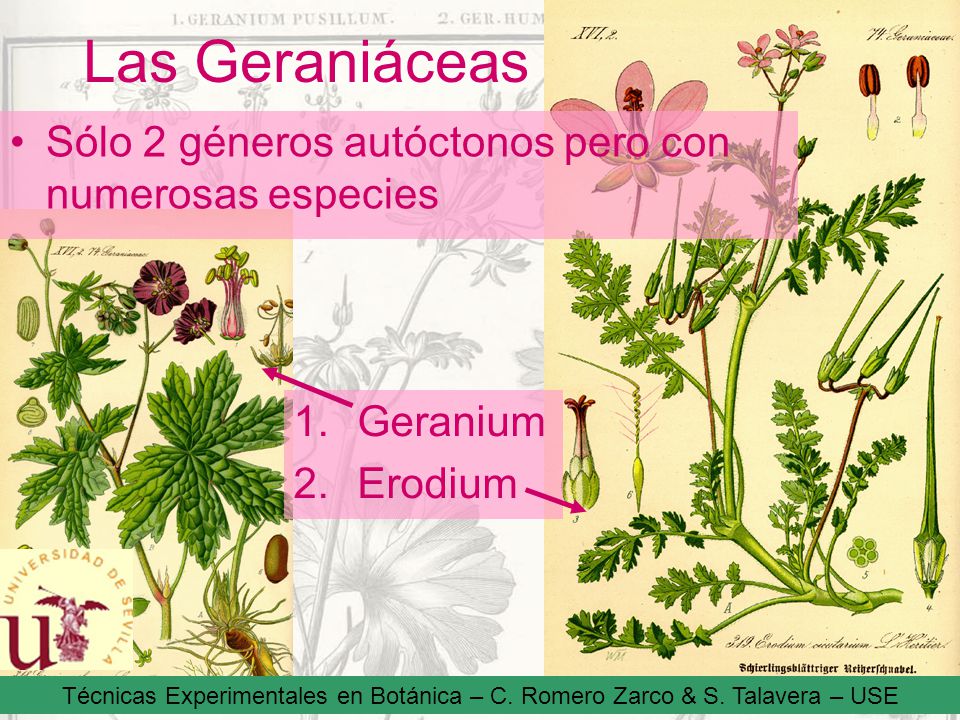 Las Geraniáceas Sólo 2 géneros autóctonos pero con numerosas especies