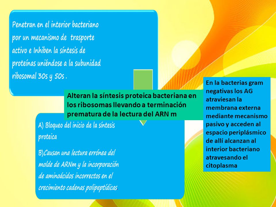 En la bacterias gram negativas los AG atraviesan la membrana externa mediante mecanismo pasivo y acceden al espacio periplásmico de allí alcanzan al interior bacteriano atravesando el citoplasma