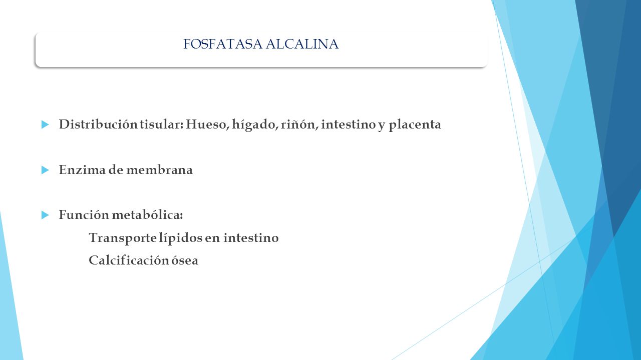 FOSFATASA ALCALINA Distribución tisular: Hueso, hígado, riñón, intestino y placenta. Enzima de membrana.