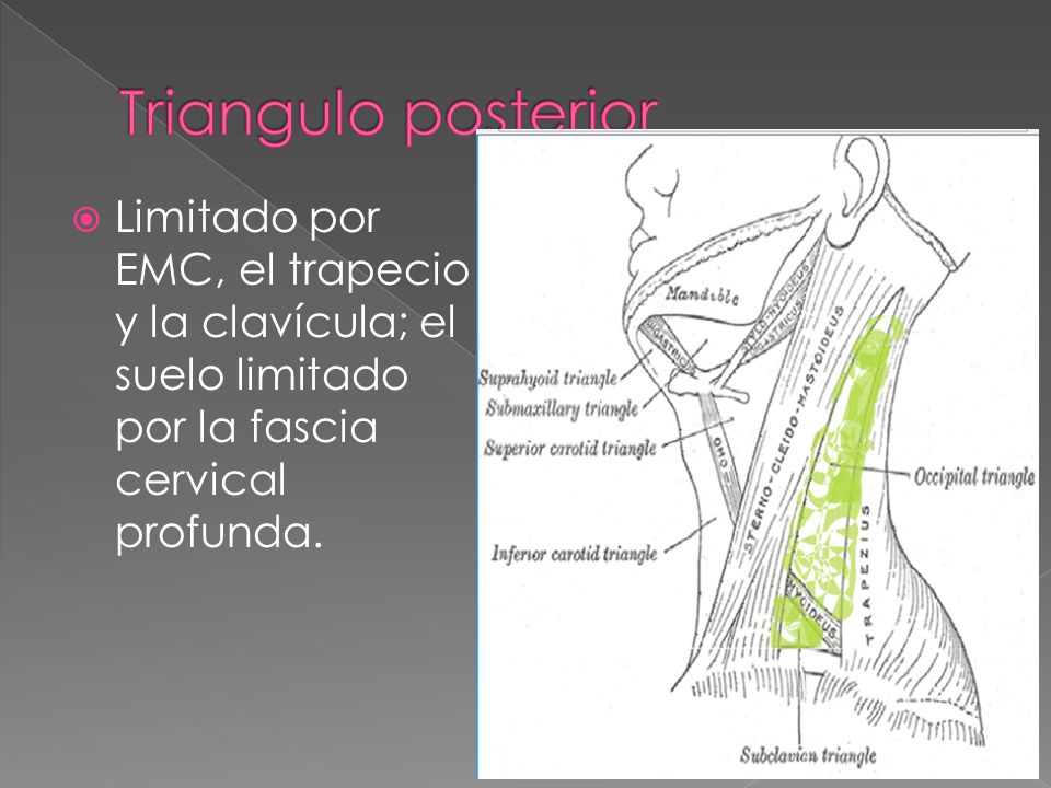 Triangulo posterior Limitado por EMC, el trapecio y la clavícula; el suelo limitado por la fascia cervical profunda.