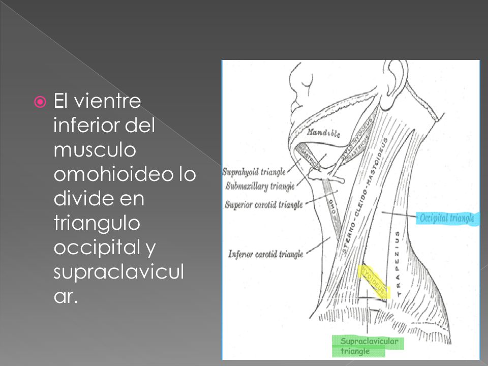 El vientre inferior del musculo omohioideo lo divide en triangulo occipital y supraclavicular.