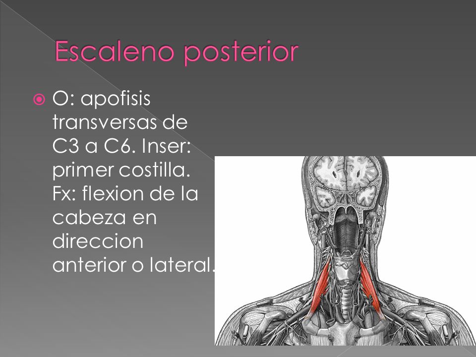 Escaleno posterior O: apofisis transversas de C3 a C6.