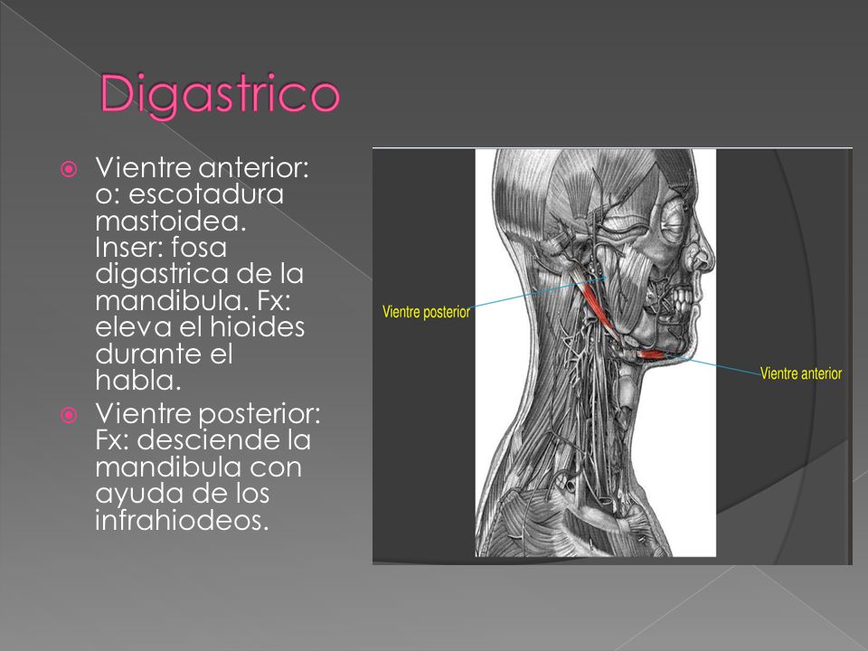 Digastrico Vientre anterior: o: escotadura mastoidea. Inser: fosa digastrica de la mandibula. Fx: eleva el hioides durante el habla.