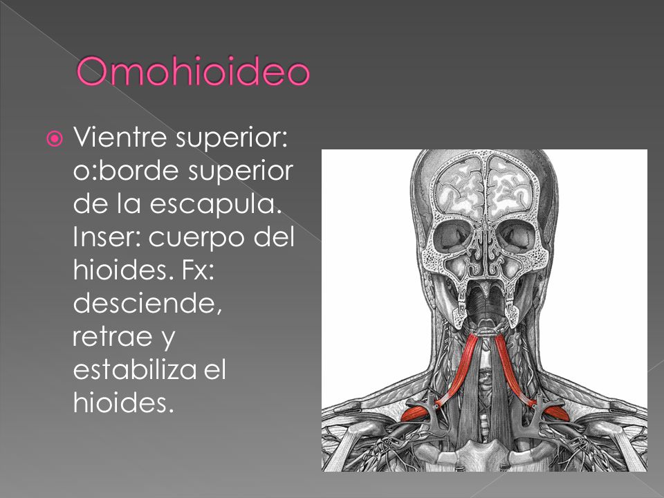 Omohioideo Vientre superior: o:borde superior de la escapula.