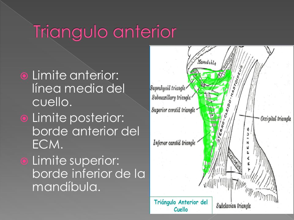 Triangulo anterior Limite anterior: línea media del cuello.