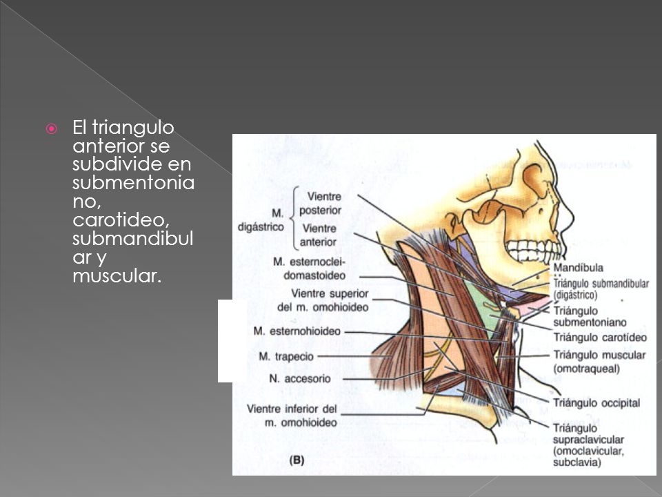 El triangulo anterior se subdivide en submentoniano, carotideo, submandibular y muscular.