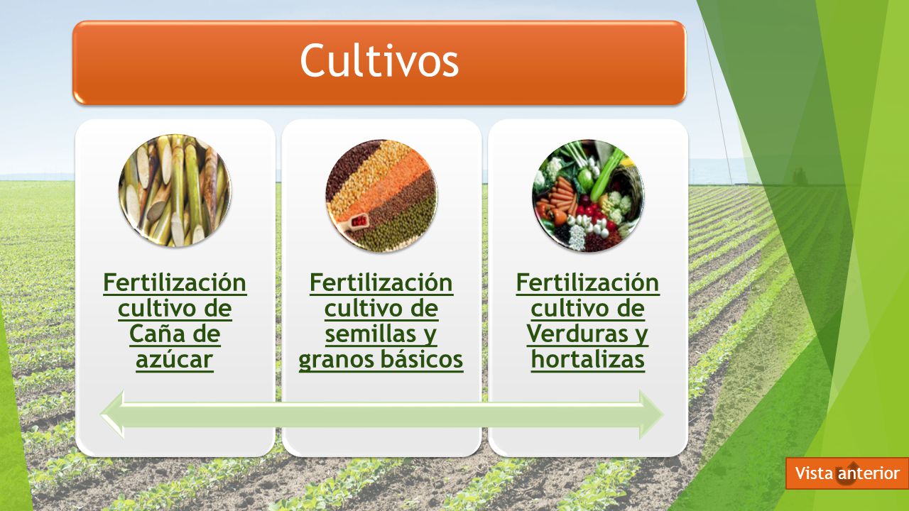 Vista anterior Cultivos Fertilización cultivo de Caña de azúcar