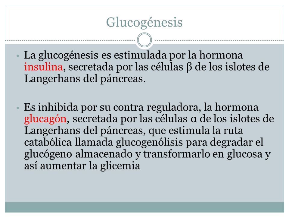 Glucogénesis • La glucogénesis es estimulada por la hormona insulina, secretada por las células β de los islotes de Langerhans del páncreas.
