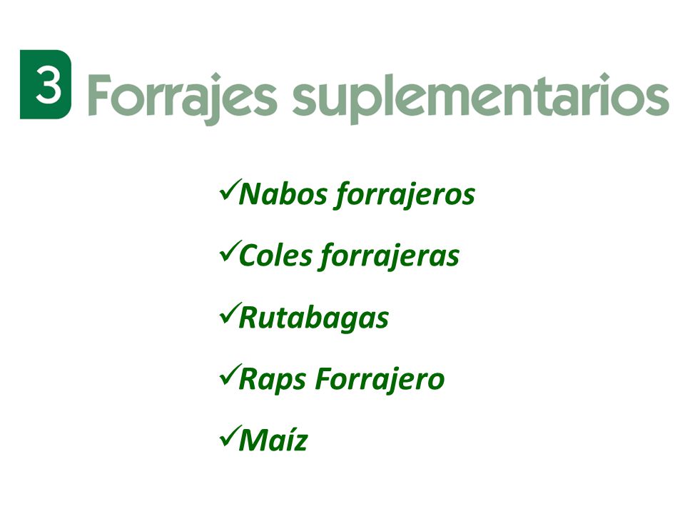 Nabos forrajeros Coles forrajeras Rutabagas Raps Forrajero Maíz