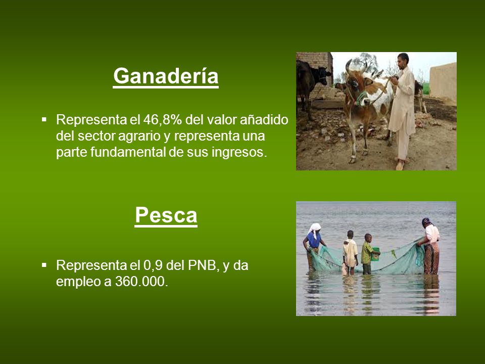 Ganadería Representa el 46,8% del valor añadido del sector agrario y representa una parte fundamental de sus ingresos.
