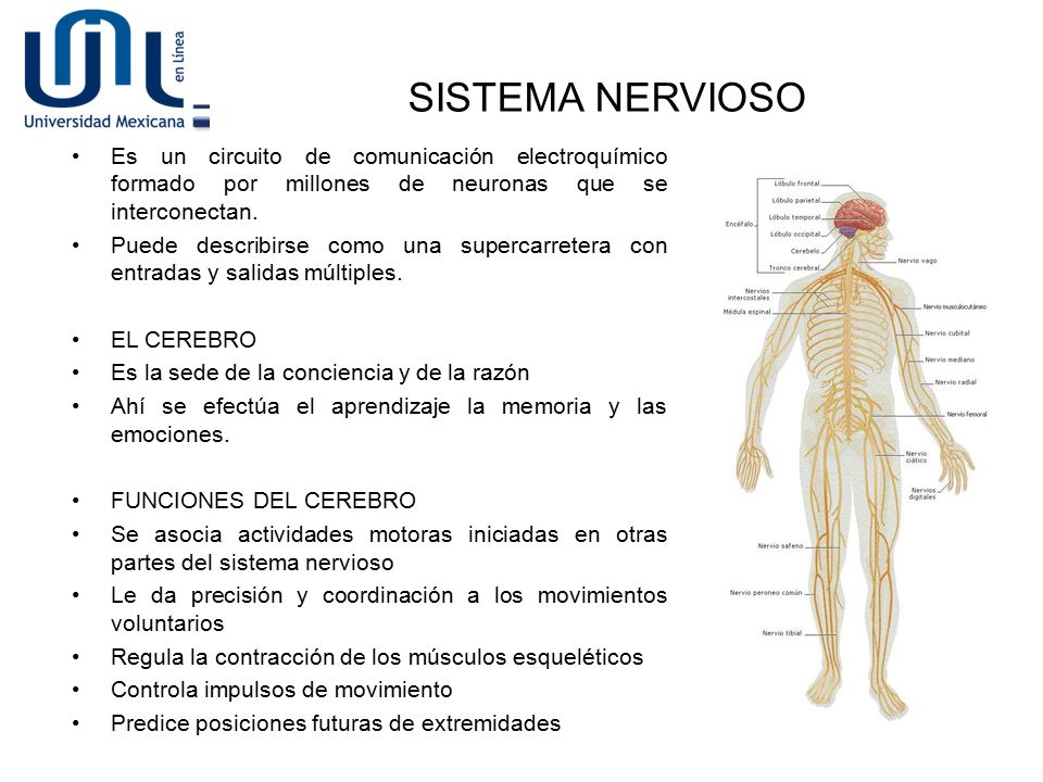SISTEMA NERVIOSO Es un circuito de comunicación electroquímico formado por millones de neuronas que se interconectan.
