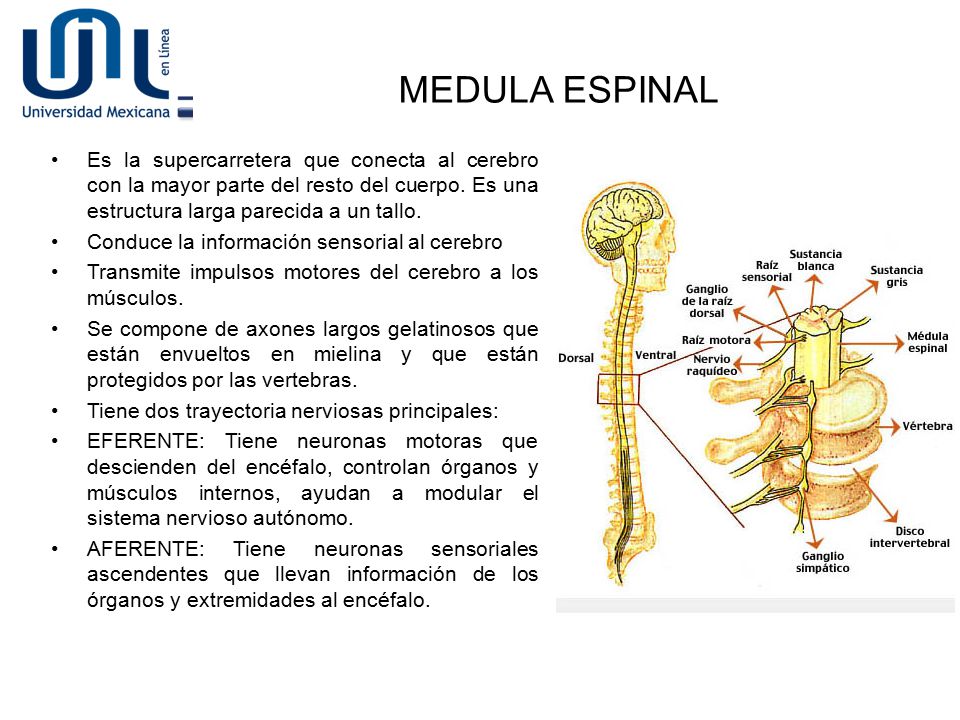 MEDULA ESPINAL Es la supercarretera que conecta al cerebro con la mayor parte del resto del cuerpo. Es una estructura larga parecida a un tallo.