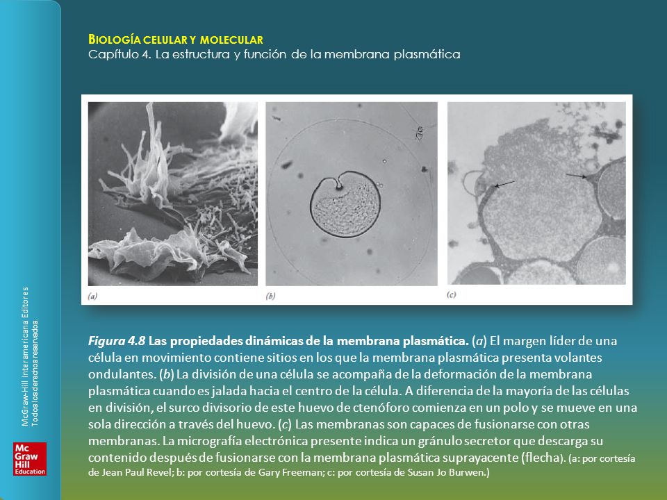Figura 4. 8 Las propiedades dinámicas de la membrana plasmática