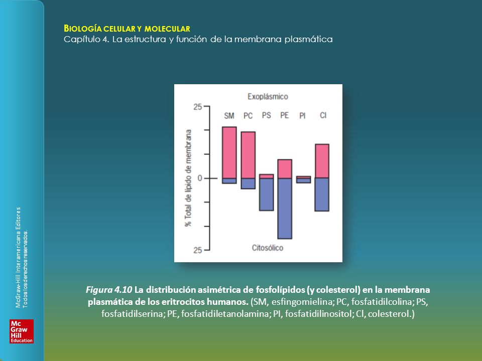 Figura 4.10 La distribución asimétrica de fosfolípidos (y colesterol) en la membrana plasmática de los eritrocitos humanos.
