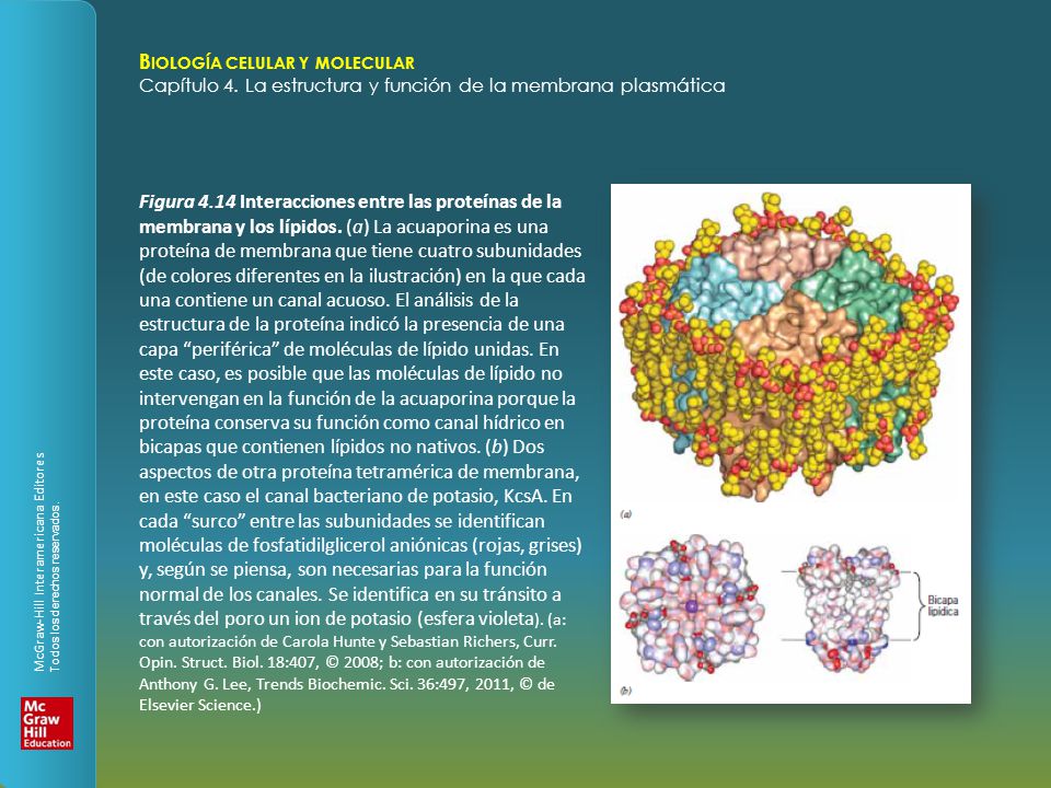 Figura 4.14 Interacciones entre las proteínas de la membrana y los lípidos.