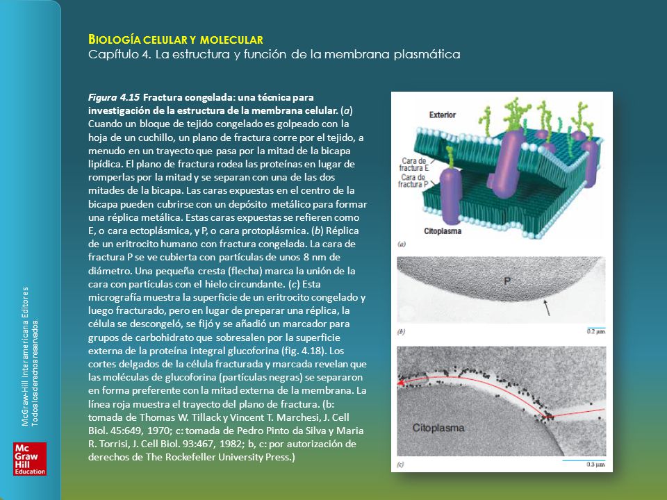 Figura 4.15 Fractura congelada: una técnica para investigación de la estructura de la membrana celular.