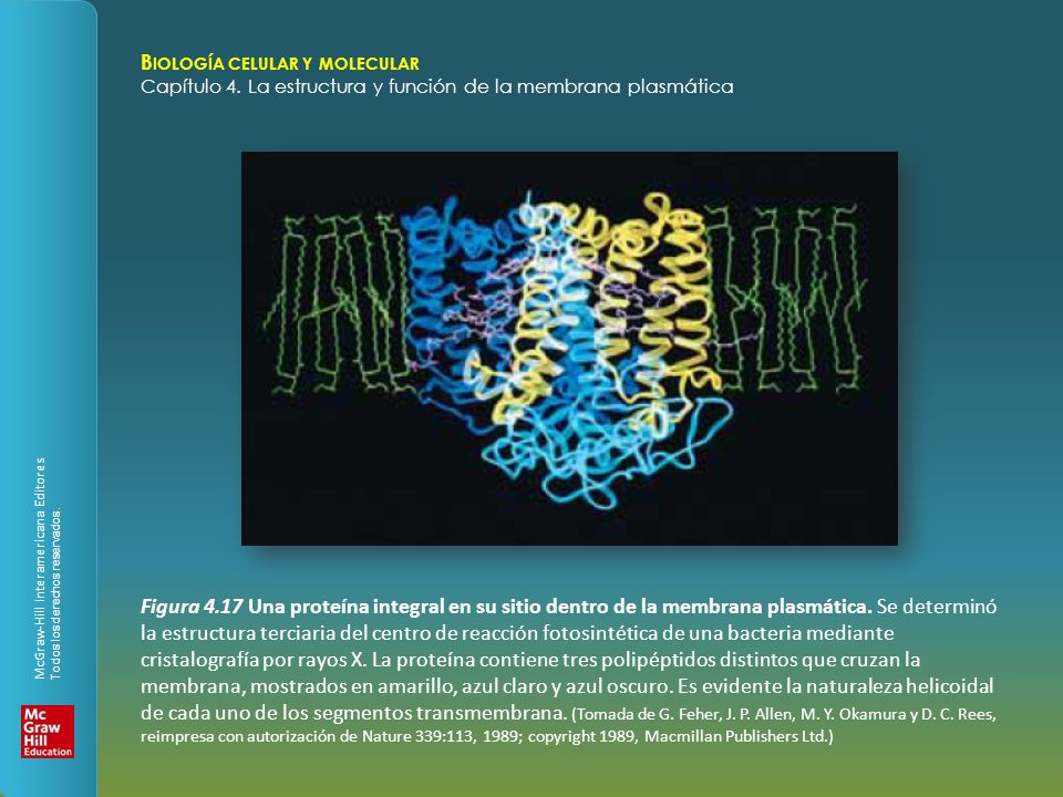 Figura 4.17 Una proteína integral en su sitio dentro de la membrana plasmática.