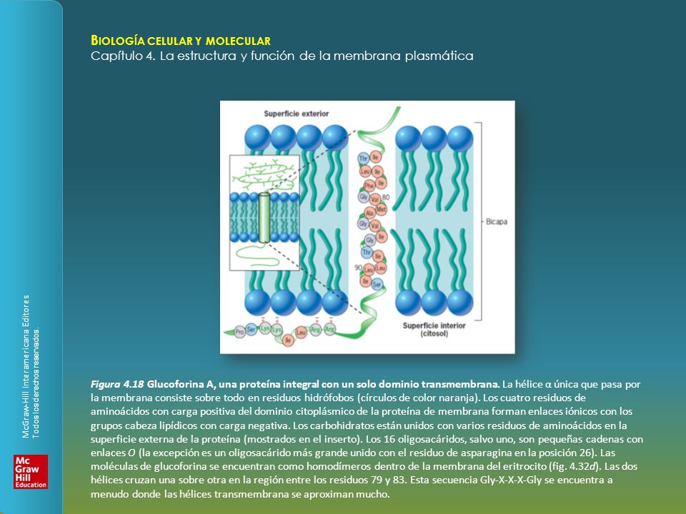 Figura 4.18 Glucoforina A, una proteína integral con un solo dominio transmembrana.