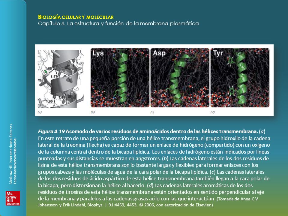 Figura 4.19 Acomodo de varios residuos de aminoácidos dentro de las hélices transmembrana.