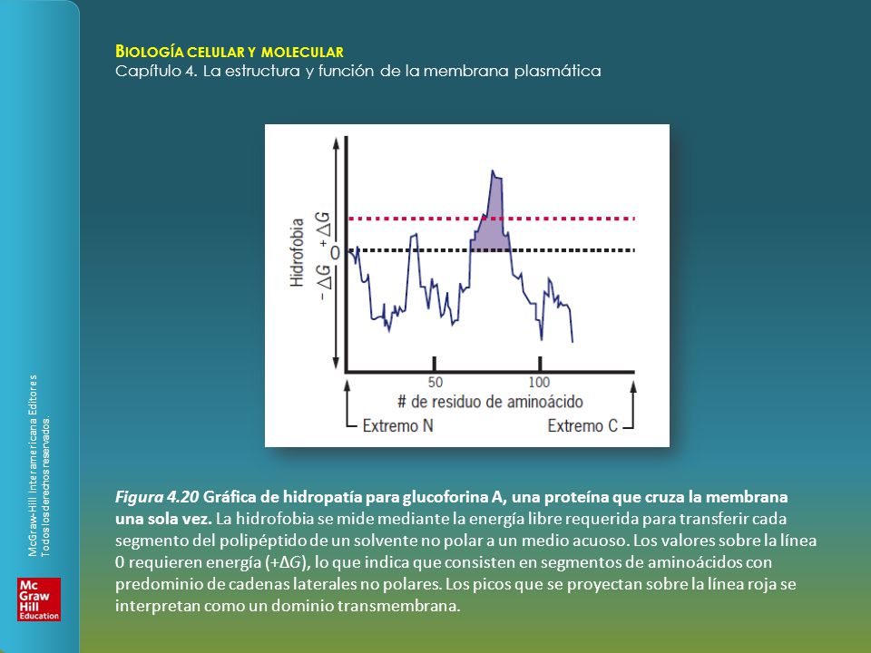 Figura 4.20 Gráfica de hidropatía para glucoforina A, una proteína que cruza la membrana una sola vez.