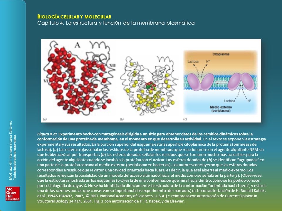 Figura 4.21 Experimento hecho con mutagénesis dirigida a un sitio para obtener datos de los cambios dinámicos sobre la conformación de una proteína de membrana, en el momento en que desarrolla su actividad.