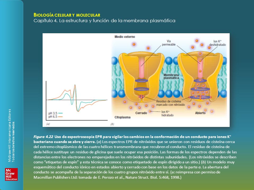 Figura 4.22 Uso de espectroscopia EPR para vigilar los cambios en la conformación de un conducto para iones K+ bacteriano cuando se abre y cierra.