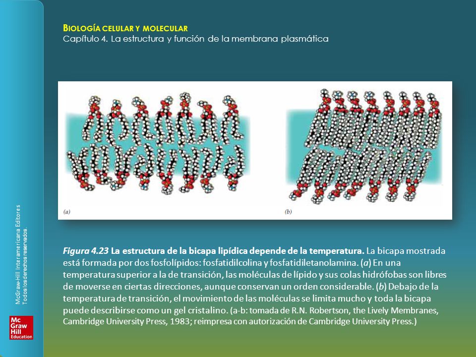 Figura 4.23 La estructura de la bicapa lipídica depende de la temperatura.