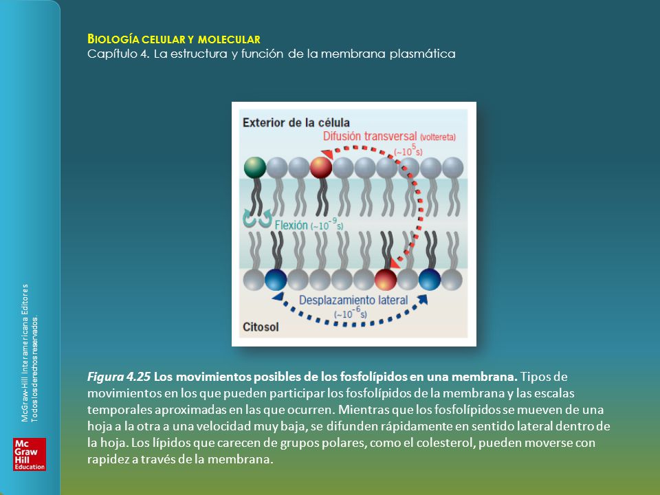 Figura 4.25 Los movimientos posibles de los fosfolípidos en una membrana.