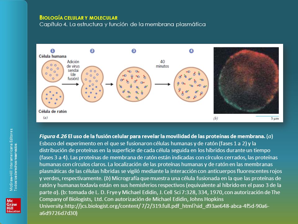 Figura 4.26 El uso de la fusión celular para revelar la movilidad de las proteínas de membrana.
