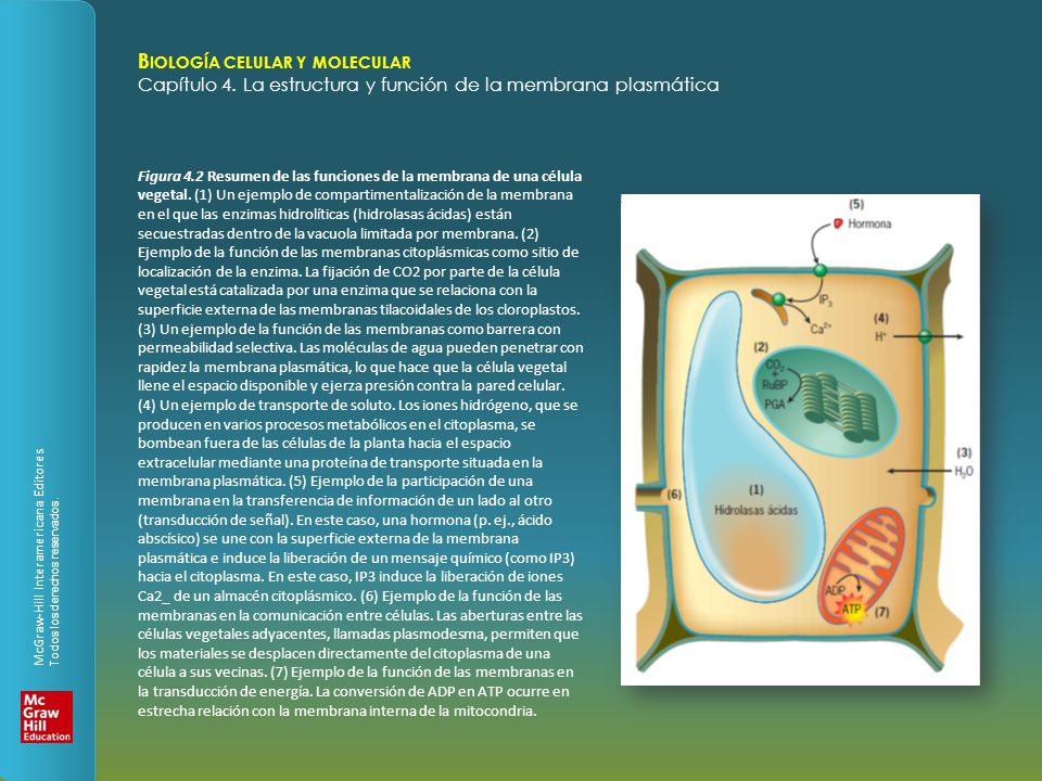 Figura 4.2 Resumen de las funciones de la membrana de una célula vegetal.