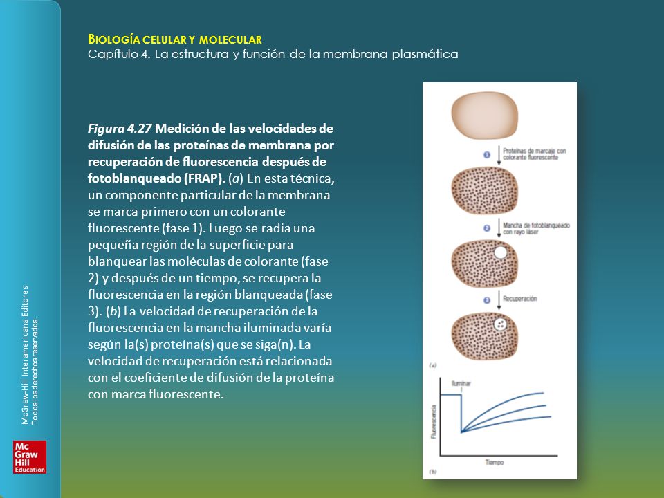 Figura 4.27 Medición de las velocidades de difusión de las proteínas de membrana por recuperación de fluorescencia después de fotoblanqueado (FRAP).
