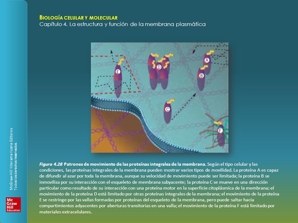 Figura 4.28 Patrones de movimiento de las proteínas integrales de la membrana.