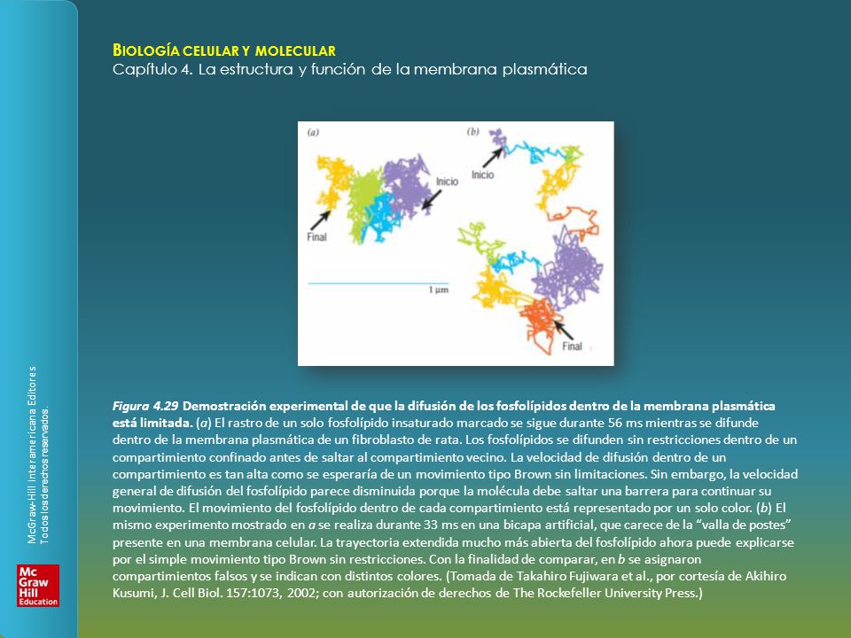 Figura 4.29 Demostración experimental de que la difusión de los fosfolípidos dentro de la membrana plasmática está limitada.