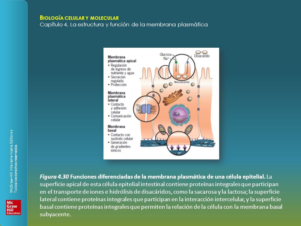 Figura 4.30 Funciones diferenciadas de la membrana plasmática de una célula epitelial.