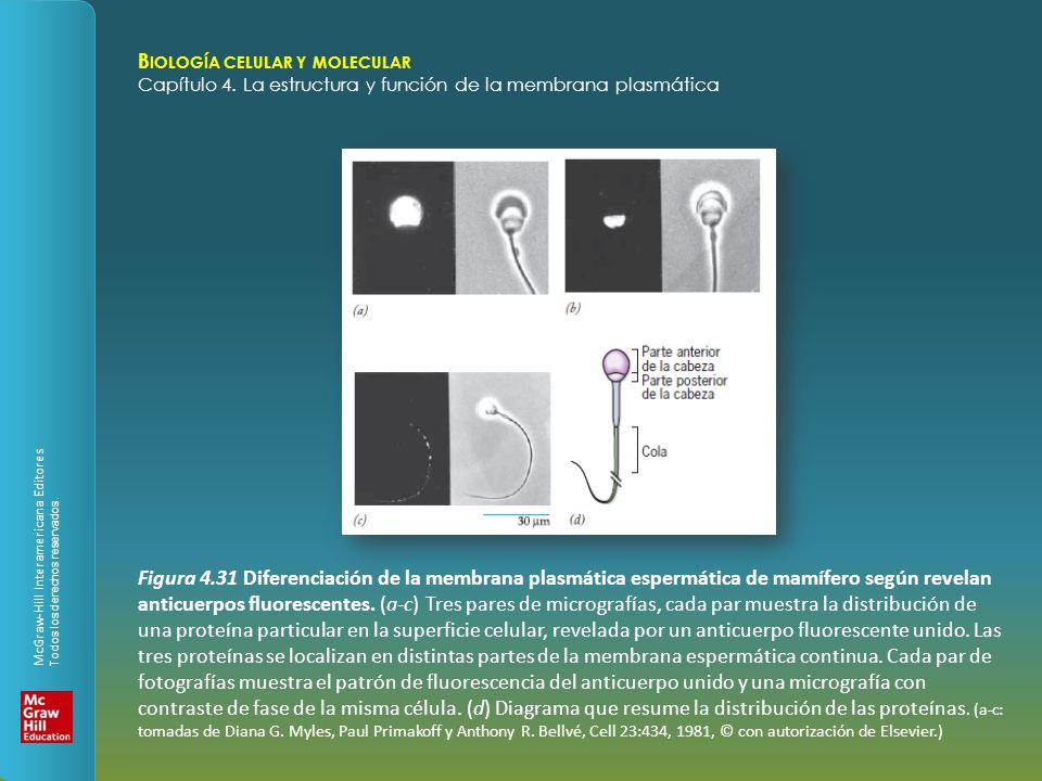 Figura 4.31 Diferenciación de la membrana plasmática espermática de mamífero según revelan anticuerpos fluorescentes.