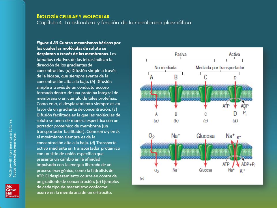 Figura 4.33 Cuatro mecanismos básicos por los cuales las moléculas de soluto se desplazan a través de las membranas.