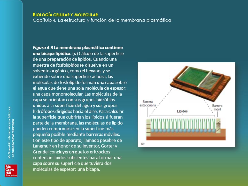 Figura 4. 3 La membrana plasmática contiene una bicapa lipídica