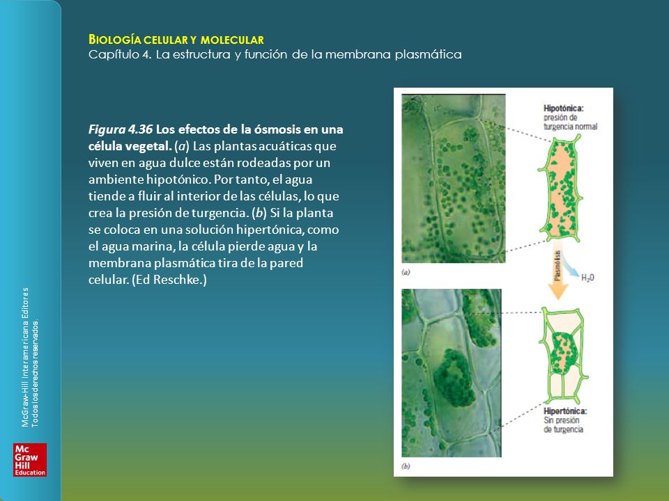 Figura Los efectos de la ósmosis en una célula vegetal