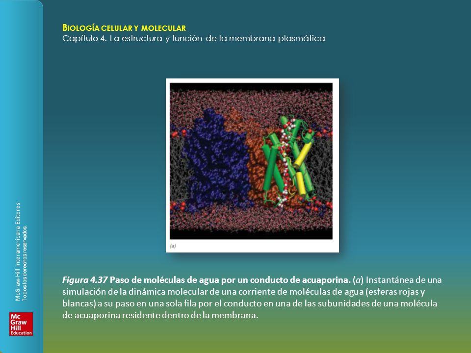 Figura Paso de moléculas de agua por un conducto de acuaporina