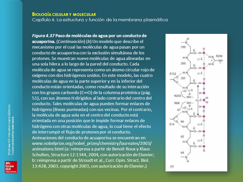 Figura Paso de moléculas de agua por un conducto de acuaporina