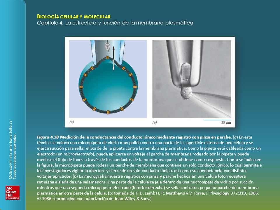 Figura 4.38 Medición de la conductancia del conducto iónico mediante registro con pinza en parche.