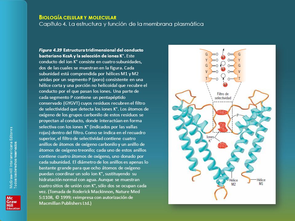 Figura 4.39 Estructura tridimensional del conducto bacteriano KcsA y la selección de iones K+.