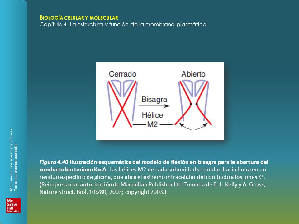 Figura 4.40 Ilustración esquemática del modelo de flexión en bisagra para la abertura del conducto bacteriano KcsA.
